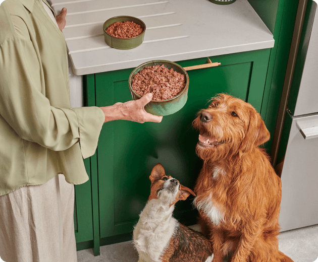 Happy dogs eating nutritious food